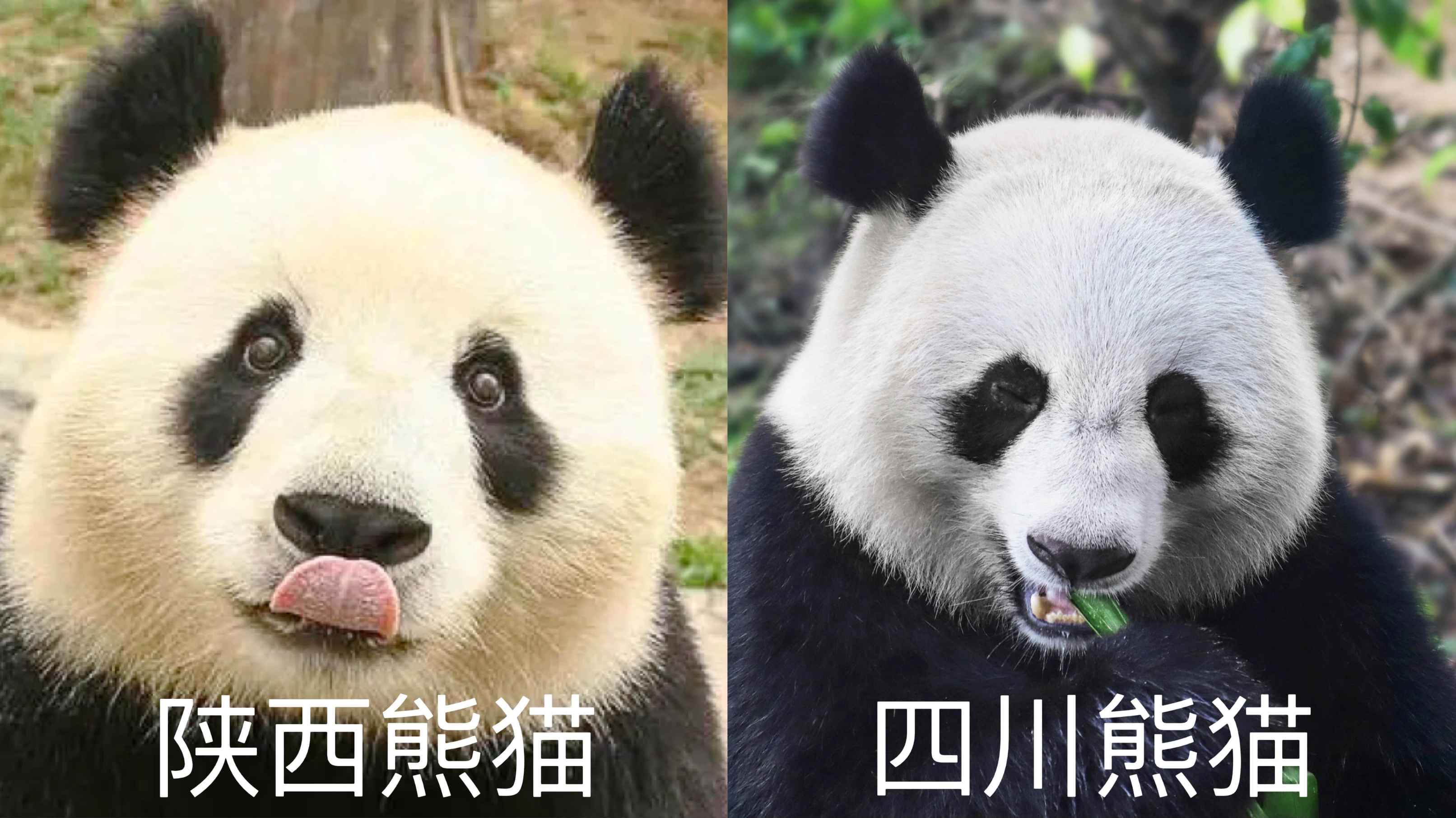 陕西大熊猫数量也很多，为什么成都大熊猫最出名？