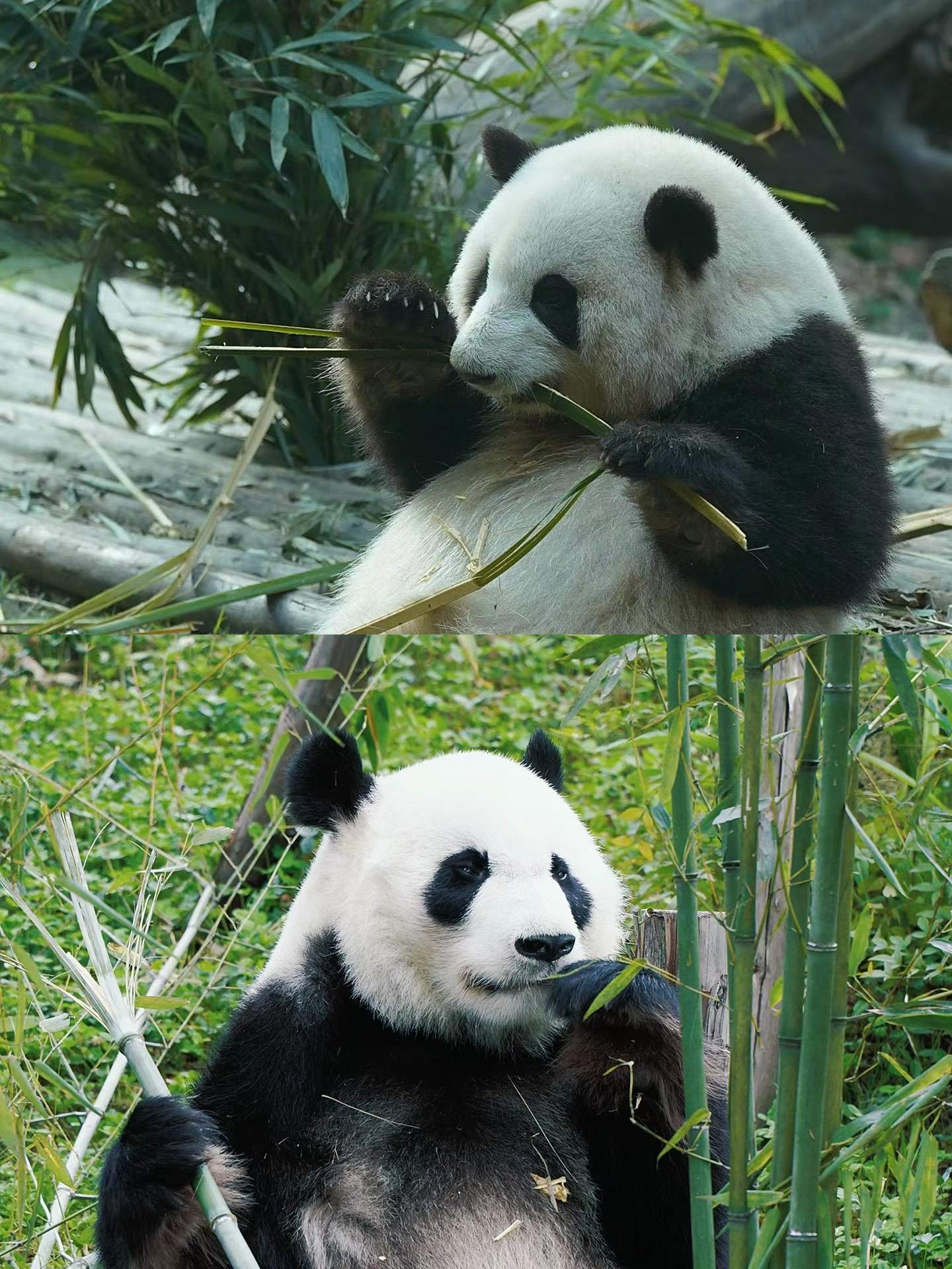 成都大熊猫繁育基地怎么存行李？暑假去超全逛园攻略！